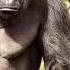 Harambe Gorillas Have A History Of Protecting Kids Who Fall Into Zoo Enclosures TomoNews