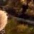 I Know Those Eyes This Man Is Dead Httyd Style