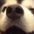 Dog Ears Dancing To Beat Floppy Ears Meme Damn Mommy