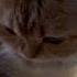This Is Tsuki Her Name Translates To Moon From Japanese