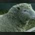 July 5 1996 Dolly The Sheep Was Born Firstpost Rewind
