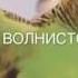 Как приручить волнистого попугая