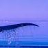 Klaus Schulze Pax De Deux Whales