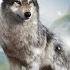 Wolf Game Wild Animal Wars Tutorial Gameplay Walkthrough Part 1 Tutorial IOS Android