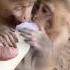 Dudu Pienge Monkey Dudu Pienge Comdey Trending