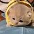 ACT LIKE AN ANGEL AND DRESS LIKE CRAZY Crazy Lesserafim Catcore Cat Catsofyoutube Catlover