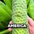 The World S Most Delicious Yet Dangerous Fruit Fruithunters