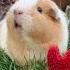 Guinea Pig Says I Love You