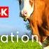 Relaxing Jazz Music With Cows
