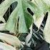 I Love These Houseplants Here S What S Growing