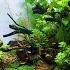 MAKING A NATURAL AQUASCAPE FOR PEARL GOURAMIS GLOWLIGHT RASBORAS