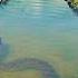 Biggest Anaconda Ever