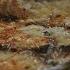 Cheesy Onion Soup Jamie Cooks Autumn Channel 4 Mondays 8pm