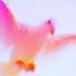 Lynyrd Skynyrd Free Bird Slowed JB Edit