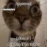 How To Get A Boyfriend Tutorial Boyfriend Cat Funny Meme Snapchat Texting Cute