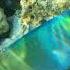 YOU CAN HEAR IT PARROTFISH EATING OFF THE CORAL 2022 4k