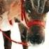 All I Want For Christmas Is You Mariah S New Dance Mix 2009 Official Audio
