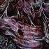 Intracranial Purulency Eugenic Post Coital Self Crucifixion 2018 Full Album