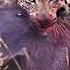 Rare Wildlife Encounter Leopard And Hyena Team Up To Feast On A Warthog