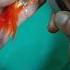 Gold Fish Ki Sargary Fish Goldfish Aquarium Fishing