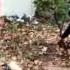 Urban Farm Project Ep 01 Day05 Pt 02 Of 02 W End Credits Wmv