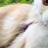 Let S Visit Maine Coon Kitten Achilles 6 Months Old