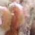 NENen Time