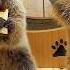 The World S First Japan S Marmot Cafe Is Born Marmot Village