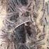 Those Who Are Afraid Don T See Caterpillars