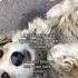 ну рил животные рек Cute Dog