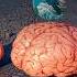 Monster Brain Size Comparison EL GRAN MAJA Vs SEA EATER