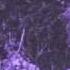 Loreena McKennitt To The Fairies They Draw Near Tinkerbell