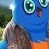 New York Feat Rapper MC Blue The Eastern Bluebird 50 Birds 50 States