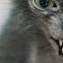 Werewolves Compete In Cat Show Werewolf Cats In TICA Cat Show Lykoi Cat Breed Debuts Werecats