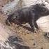 Amazing Wild Boar Sliding In Mountain Warthog Pig Boar Viral Short Wildpig Wildlife
