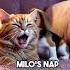Lazy Cat S Garden Adventure Heartwarming Animated Short With Beagle Duckling Funny