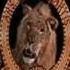 Metro Goldwyn Mayer Lion
