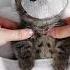 Cats ASMR SPA Shorts Asmr Spa