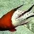 Lyretail Hogfish Bodianus Anthioides Лирохвостый кобанчик Бодиан лирохвостый