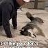 My Dogs Nightly Tantrum Didn T End The Way I Thought It Would Dog Dogs Husky Huskies Cute