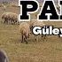 Abdullah Papur Kürtçe Güley Güley Dertli Kürtçe Eser Köy Manzaralı