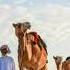 احمد اسماعيل مواويل شيال الحمول