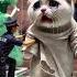 Sad Ai Cat Story Cat Aicat Story Sadcat