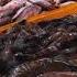 The Fishmonger Seafood Country Of Origin FAQ