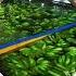 LCD Fruit Vietnam Fruit Supplier Dragon Fruit Jack Fruit Durian Frozen Avocado Mango