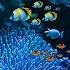 Fantasy Mermaids Angelic Siren Vocals Under The Sea Ambience Atmosphere