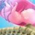 What Really Happens During Normal Delivery Pregnancy Viralvideo Creativelearning3d
