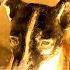 What Happened To Laika In Space The Space Dog