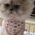 Cutest Kitten Baby Cat And Funny Cats Videos Compilation 43 Shorts