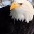 What The F Ck Is A Kilometer America Meme Baldeagle